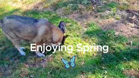 Enjoying Spring with my Doggies