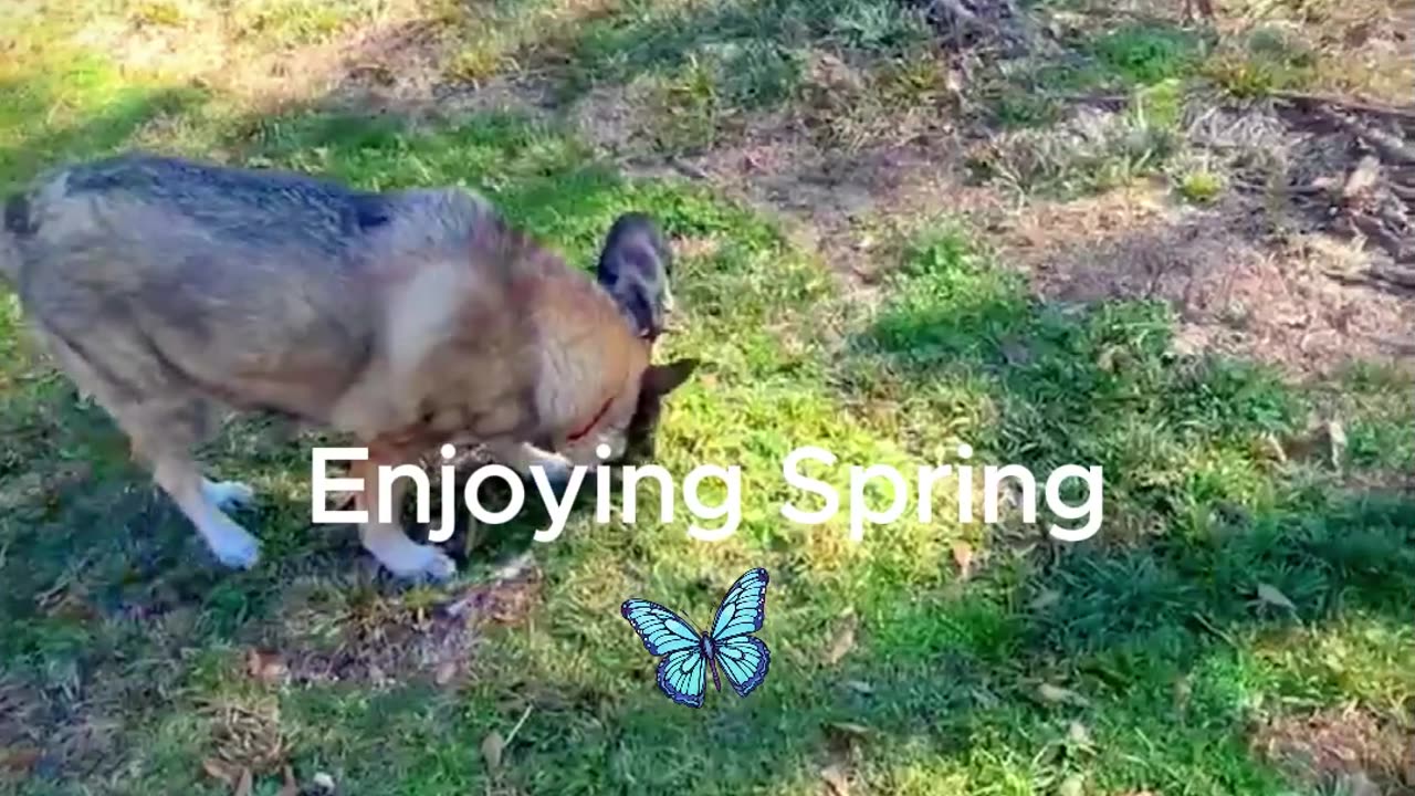 Enjoying Spring with my Doggies