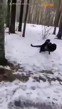 Les amitiés improbables