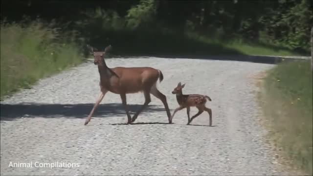 Deer crossing the road (Without looking sideways)