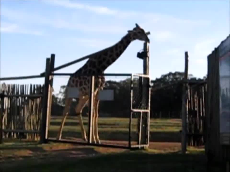 Giraffe breaks gate, another attempts to fix it