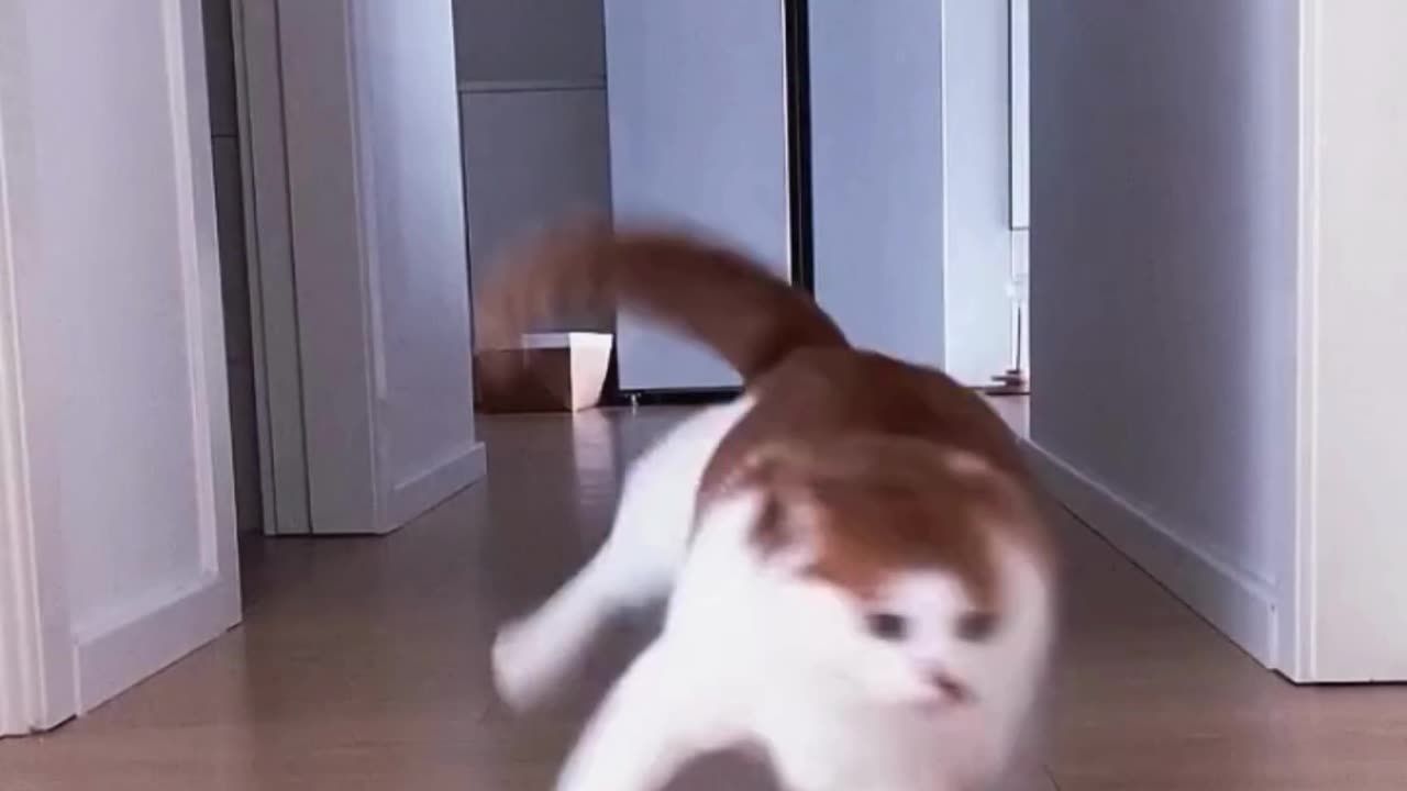 Hilarious Cats & Dogs Drifting Compilation: Watch These Pets Show Off Their Speed and Agility!