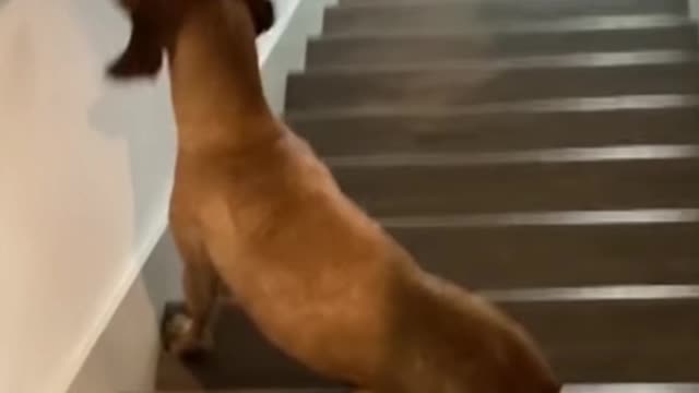 Shocked dog can’t believe the gossip their action on steps