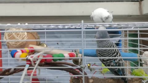 Two parrots inside and outside the cage have a heated discussion on the issue of escape from prison