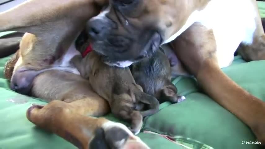 Dog Has Amazing Birth While Standing!!