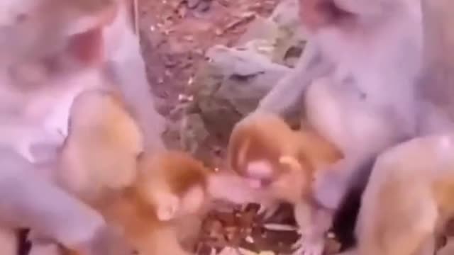 Look at the work of monkeys - nowadays they also take revenge on each other