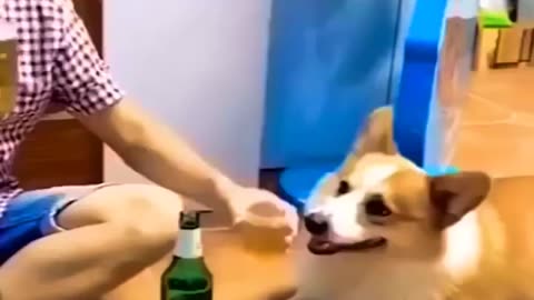 New Funny Videos 2023 Cutest Cats and Dogs