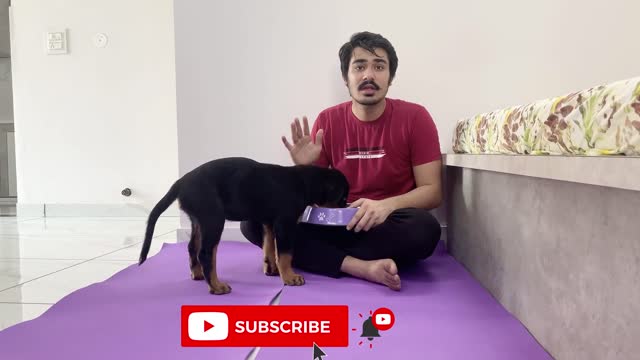 HOW TO TRAIN YOUR PUPPY FOR FOOD DISCIPLINE | 3 MONTHS OLD ROTTWEILER PUPPY TRAINING | DOG TRAINING