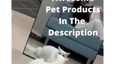 Funny Cat Videos.Try To Not Laugh