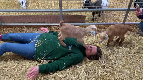 Tiny Goat Stomps Woman's Face