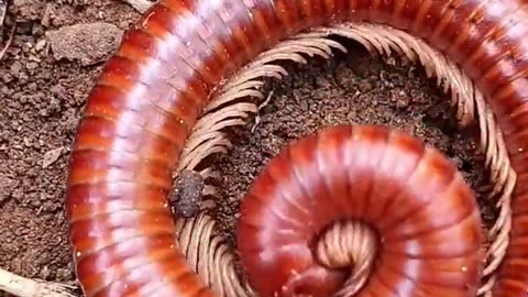 Horror red millipede