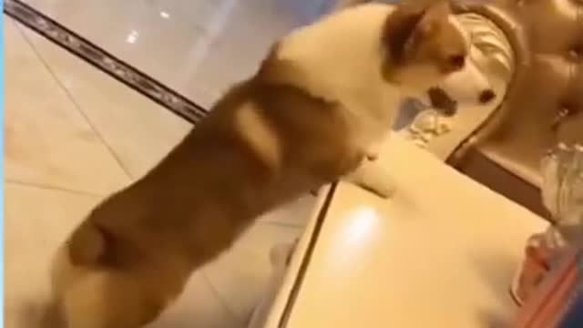 Dog works out during lockdown funny dog||funny animal video