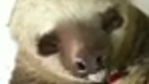 Funny pygmy three-toed sloth cat dog animals videos_