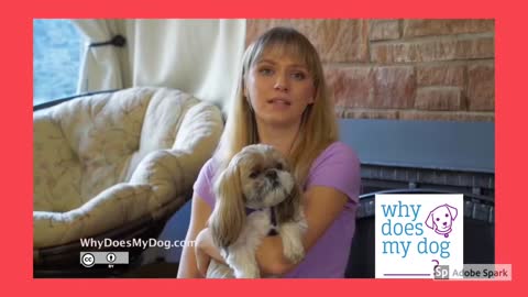 How To Training Your Dog To Sit & Dog Training For Beginners Easy Way