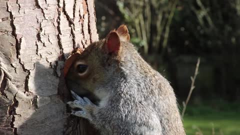 Squirrel day