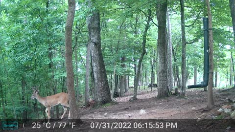 The Woods – 08/01/2022