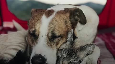 Dog Comforts His Cat Brother In The Cutest Way - HENRY & BALOO | The Dodo Odd Couples
