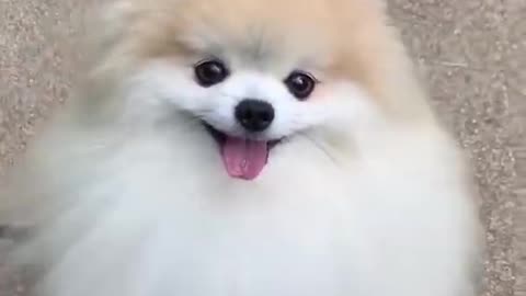Cutest puppies