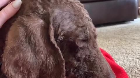 TIK TOK Doggos That Will Make You Laugh ~ Cutest TikTok Puppies