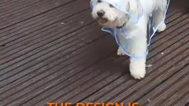 Accessory to protect the dog from the rain