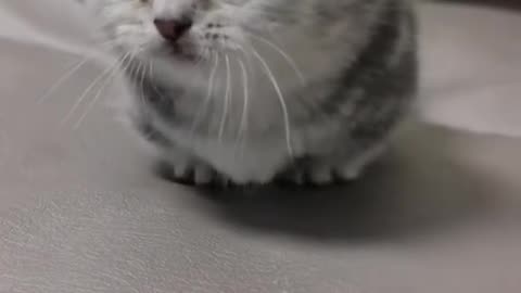 Cutie kitten