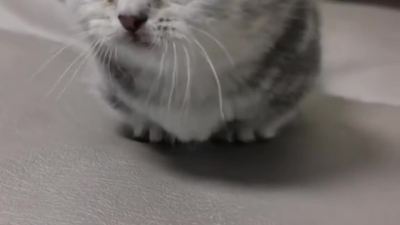 Cutie kitten