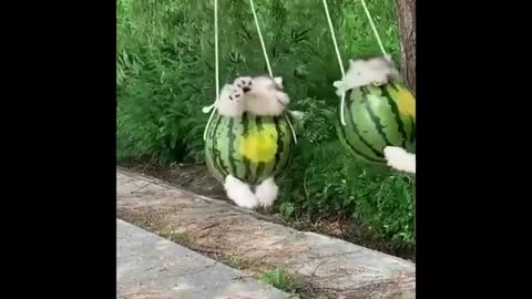 Funny Puppy Videos