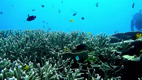 Underwater View of Marine Life