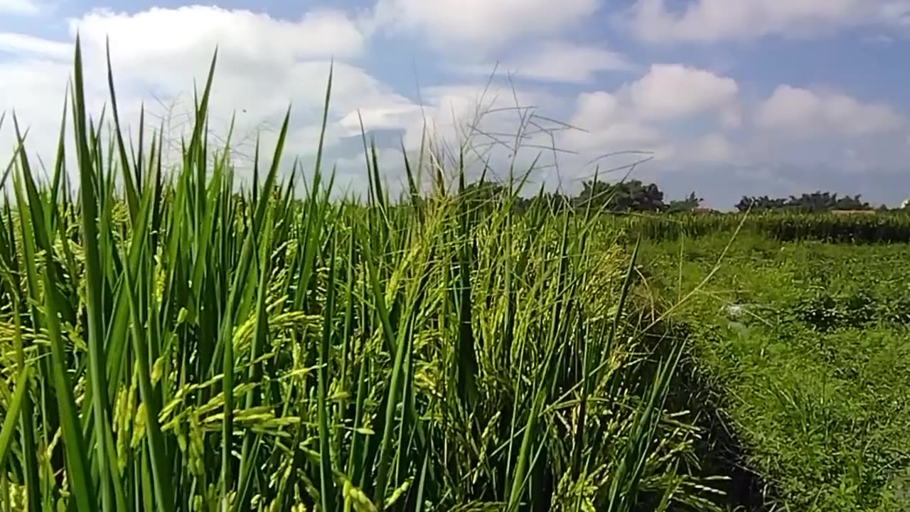 Tanaman padi