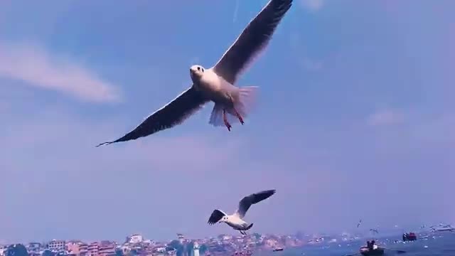 10 Best Flying Bird Video Footage