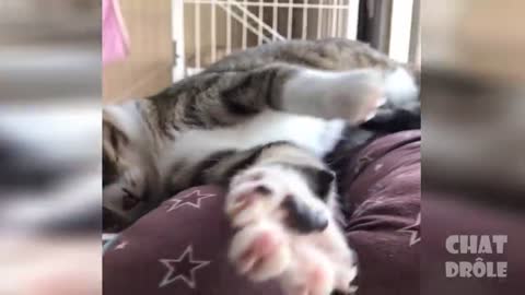 Essaye de ne pas rire vidéo de chat à mourir de rire