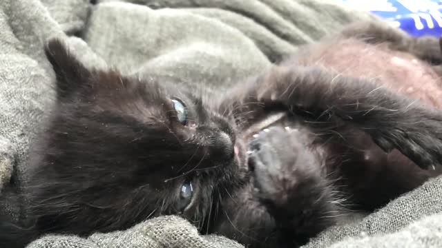 Cute Black Kitten