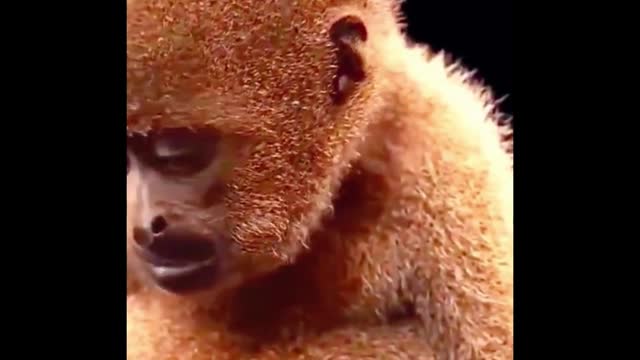 What kind of monkey is this? When I look at it like this, I think it looks so pathetic