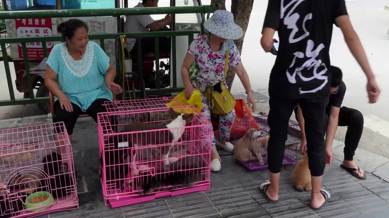 Makeshift shop selling animals, pets, dogs, puppies on a sidewalk of Guilin, China, Asia