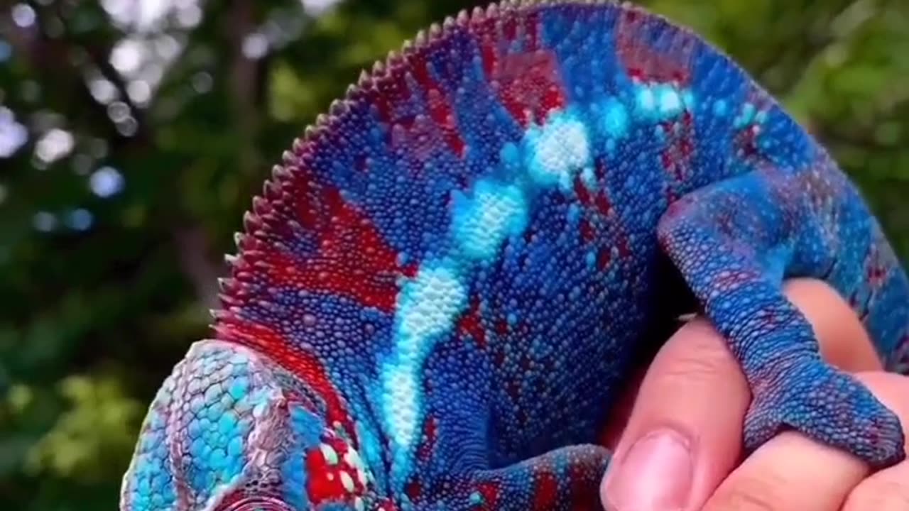 Beutifull Chamaeleon