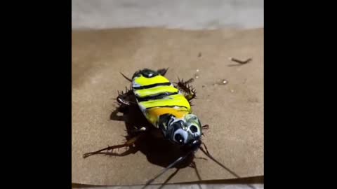 Cockroach transforms to a BEE