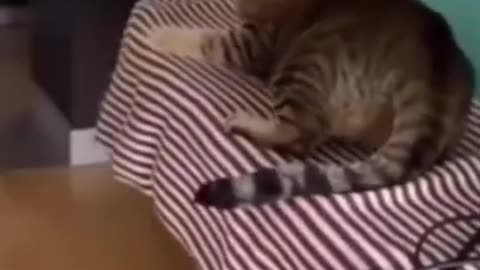 funny animals compilation