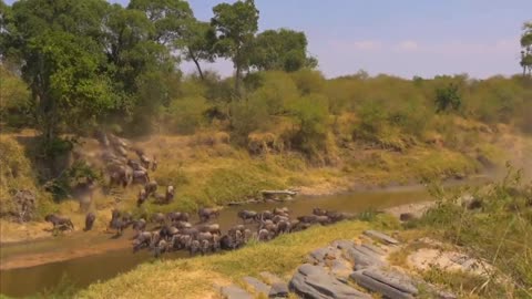 Herds of animals on the prairie