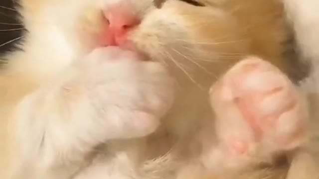 Baby Cats😍 Cute and Funny Cat Videos 😘❤️❤️❤️