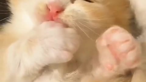 Baby Cats😍 Cute and Funny Cat Videos 😘❤️❤️❤️