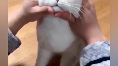 Funny cat video