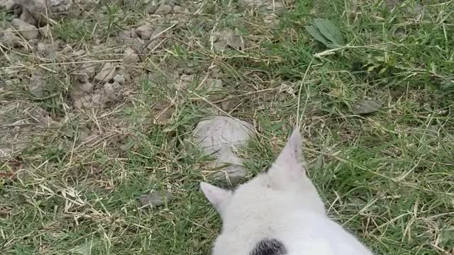 Kitty loves a playful afternoon