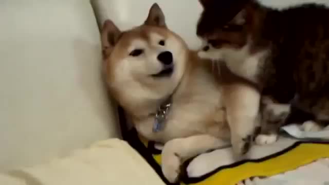 Funny Animals Video