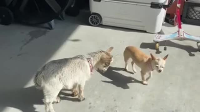 SOO CUTE - GOAT AND DOG ! #shorts