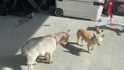 SOO CUTE - GOAT AND DOG ! #shorts