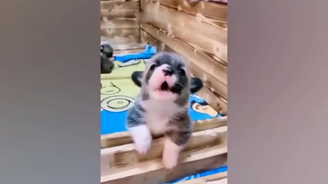 Cats and Dogs funny video