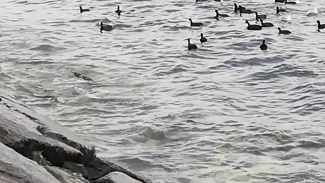 Ducks and gulls on the shore trying to hunt food from people