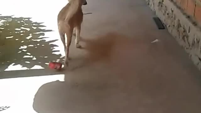 Dog playing with cart