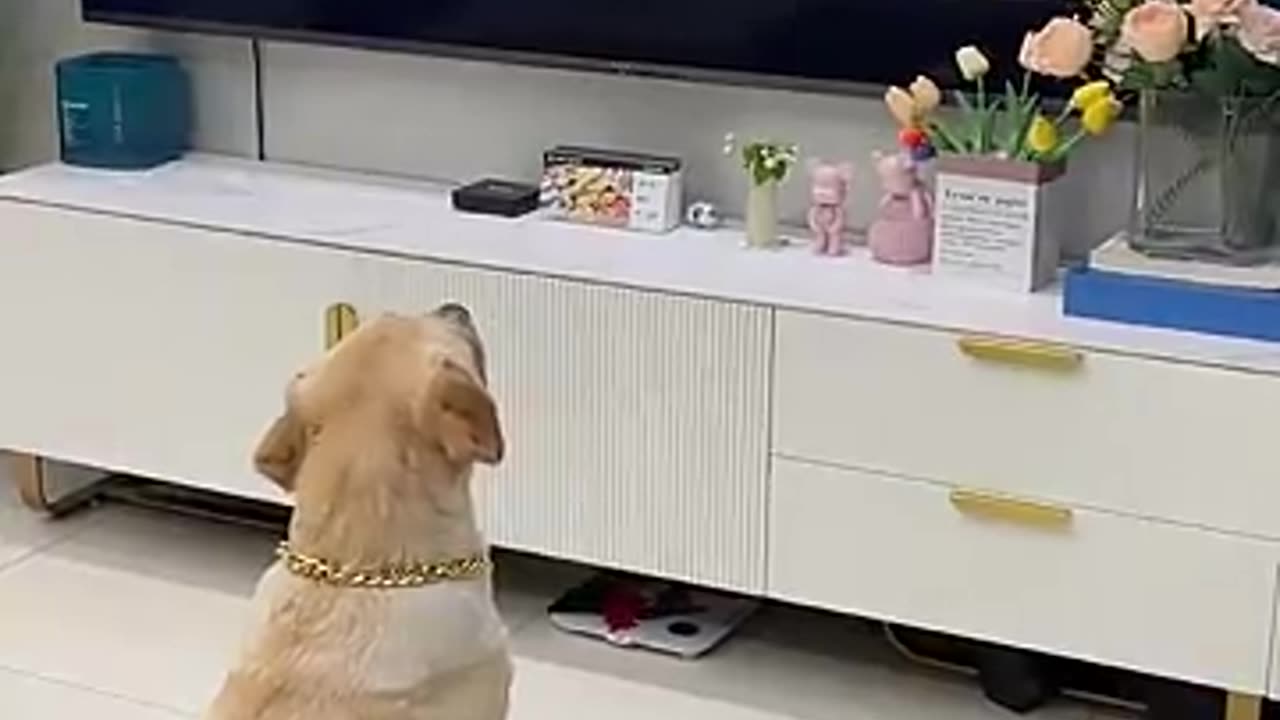 funny doggy