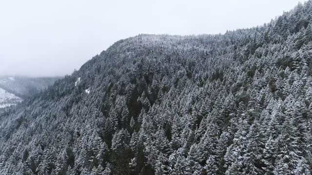 Aerial Footage of a Snow Covered Trees in the Coast Mountains